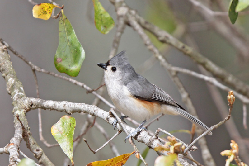 Tufted Titmouse (Baeolophus bicolor) by Margaret Sloan