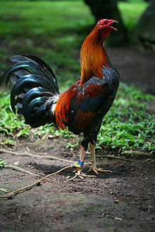 Rooster from the Philippines ©WikiC
