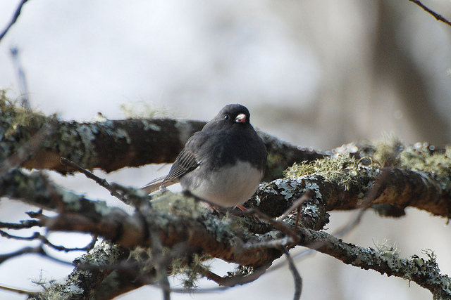 Dark-eyed Junco Junco (hyemalis carolinensis) ©Flickr Don Faulkner