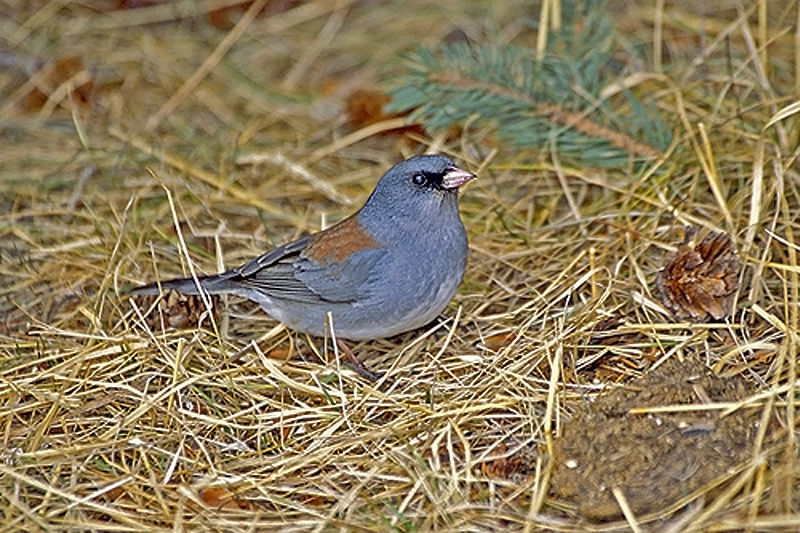 Dark-eyed Junco (Junco hyemalis dorsalis) WikiC