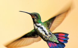 Ten Beautiful Hummingbirds