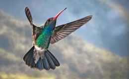 Sunday Inspiration –&nbsp;Hummingbirds