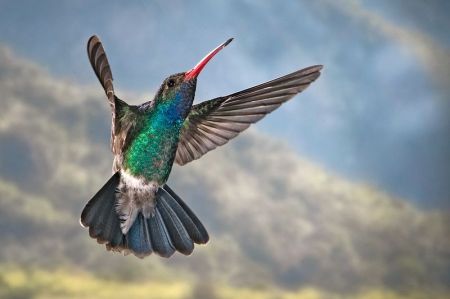 Broad-billed Hummingbird (Cynanthus latirostris) ©WikiC