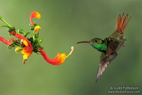 Rufous-tailed Hummingbird (Amazilia tzacatl) by Judd Patterson