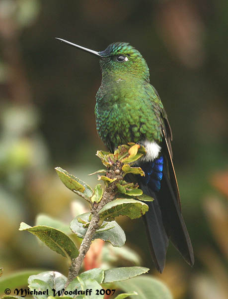 Sapphire-vented Puffleg (Eriocnemis luciani) by Michael Woodruff
