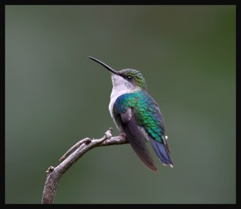 Violet-crowned Woodnymph now the Crowned Woodnymph (Thalurania colombica) by RScanlon