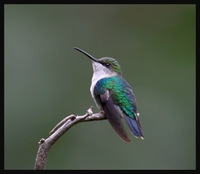 Crowned Woodnymph (Thalurania colombica) by RScanlon