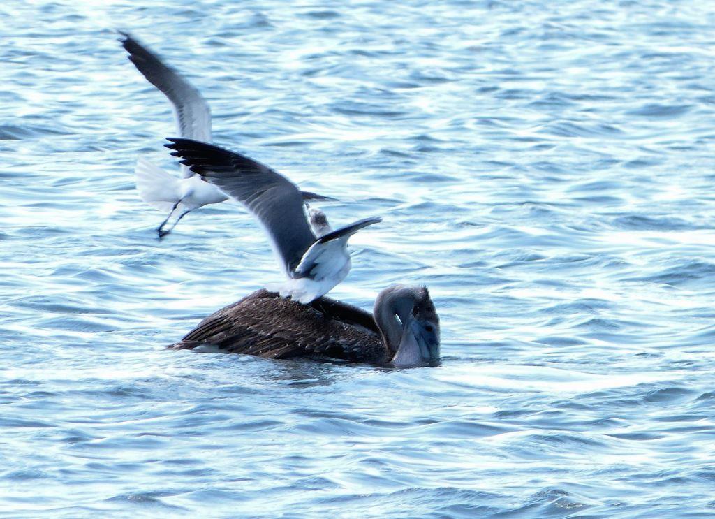 Coming in for a landing