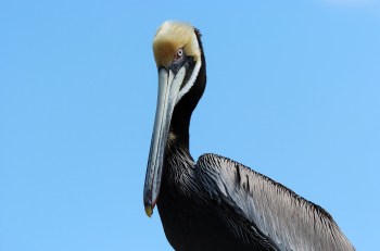 Mature Brown Pelican by Dan at MacDill