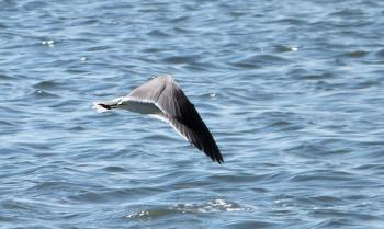 Maybe I can catch him