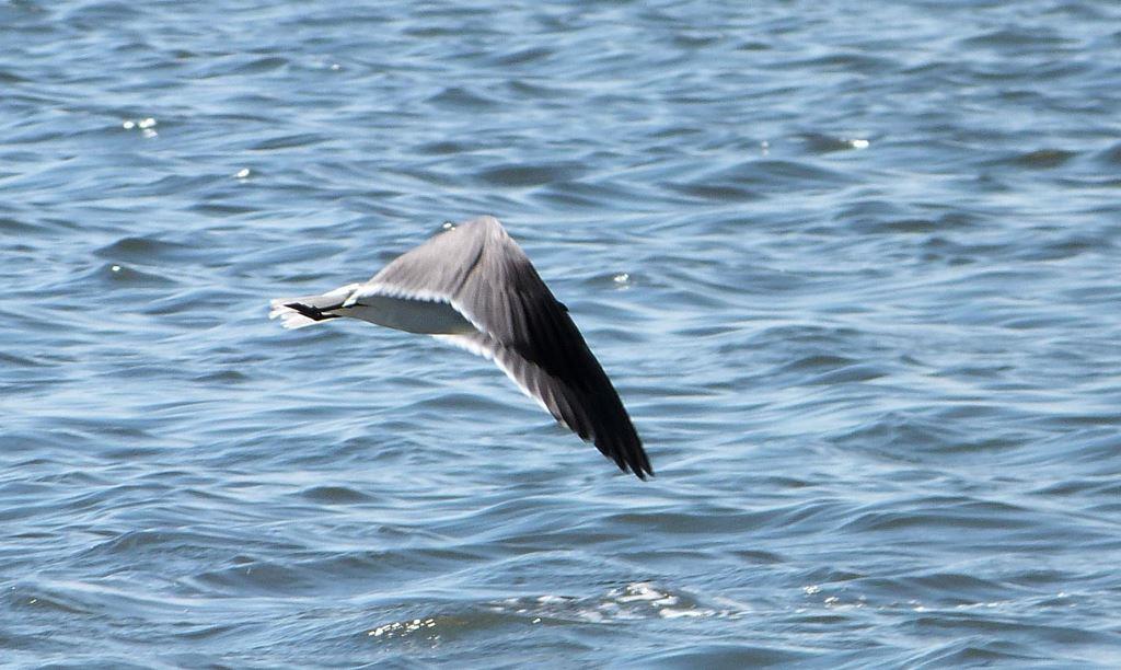 Maybe I can catch him