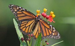 Interesting Things – Amazing&nbsp;Butterfly