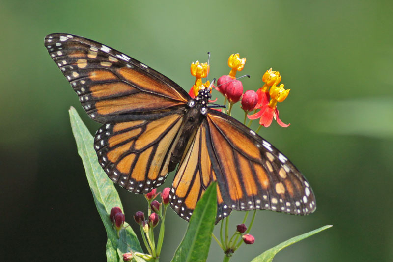 Monarch Butterfly (Danaus plexippus) by Margaret Sloan