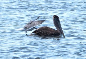 Brown Pelican and Laughing Gull - Slipping Off