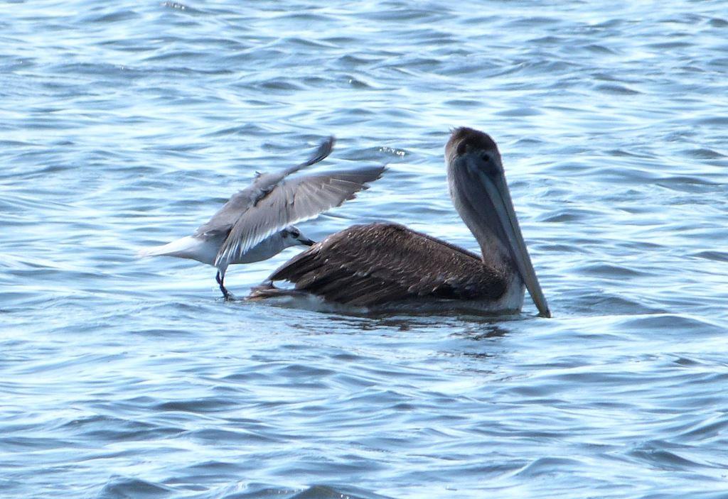 Brown Pelican and Laughing Gull - Slipping Off
