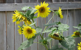 Here’s Seed for&nbsp;Thought