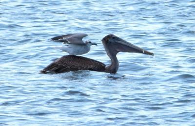 Brown Pelican and Laughing Gull - Waiting