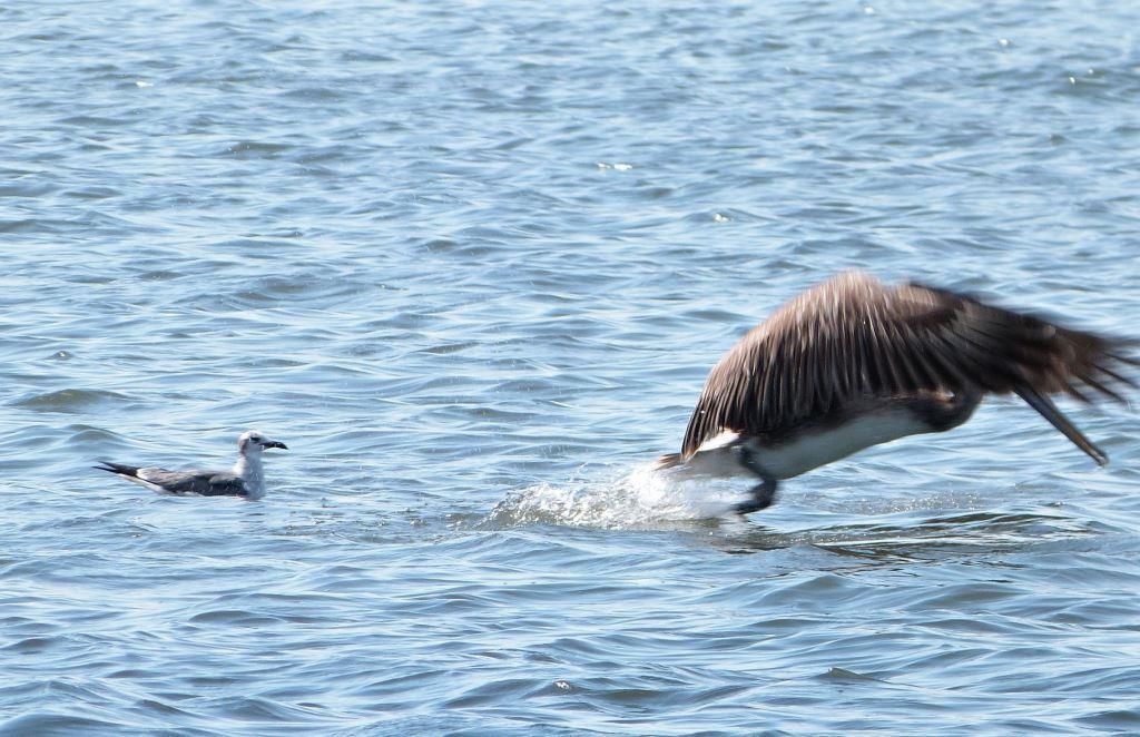 Brown Pelican leaving Laughing Gull