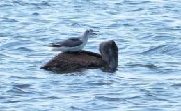 Birds of the Bible – Get Off My&nbsp;Back