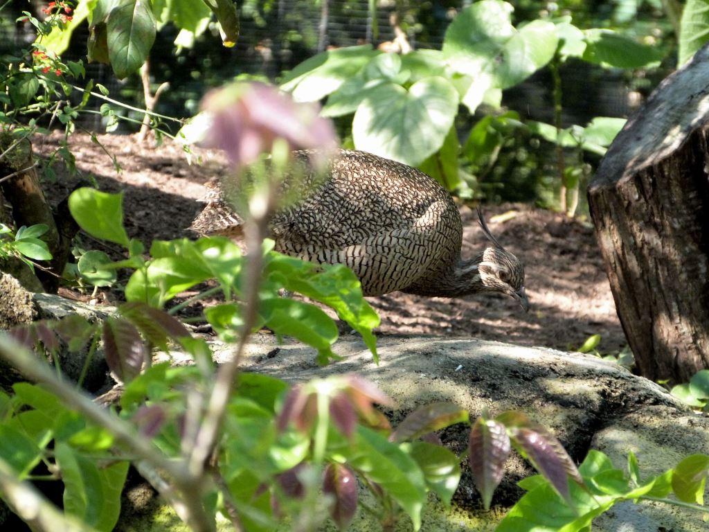 Elegant Crested Tinamou (Eudromia elegans) Cloud Forest at Zoo Miami by Lee