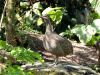 Elegant Crested Tinamou (Eudromia elegans) Cloud Forest at Zoo Miami by Lee