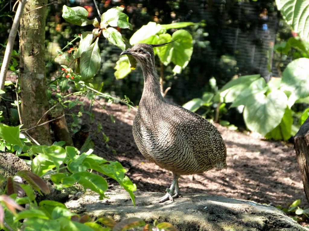 Elegant Crested Tinamou (Eudromia elegans) Cloud Forest at Zoo Miami by Lee