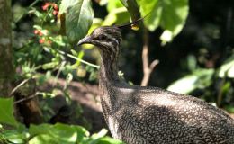 Sunday Inspiration – Beginning of the Bird Orders –&nbsp;Tinamiformes