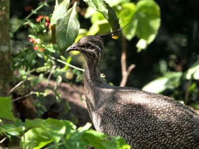 Elegant Crested Tinamou (Eudromia elegans) Cloud Forest at Zoo Miami by Lee