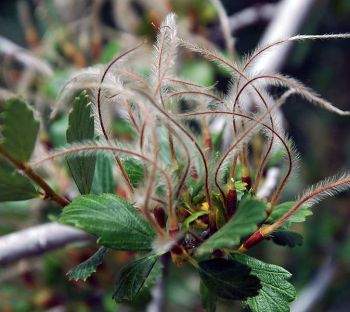 Mountain-Mahogany (Cercocarpus montanus) Cover for Scaled Quail ©WikiC