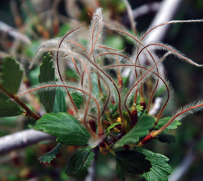 Mountain-Mahogany (Cercocarpus montanus) Cover for Scaled Quail ©WikiC
