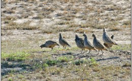 Lee’s Three Word Wednesday –&nbsp;11/9/16