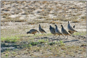 Scaled Quail (Callipepla squamata) by DavesBirdingPix