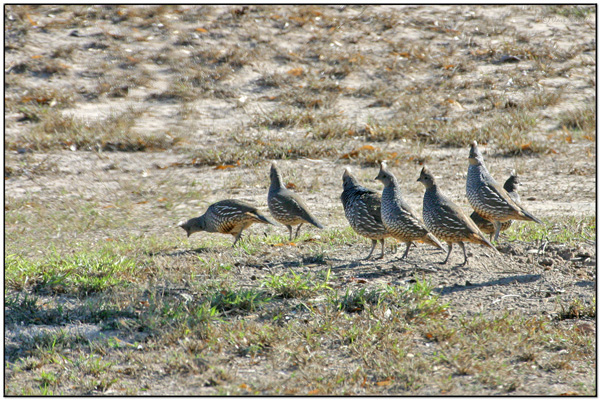 Scaled Quail (Callipepla squamata) by DavesBirdingPix