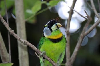 Fire-tufted Barbet (Psilopogon pyrolophus) by Dan at WA