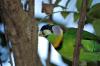 Fire-tufted Barbet (Psilopogon pyrolophus) by Dan at Wings of Asia Miami Zoo