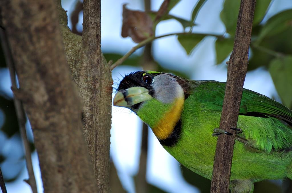 Fire-tufted Barbet (Psilopogon pyrolophus) by Dan at Wings of Asia Miami Zoo