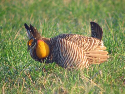 Greater Prairie Chicken (Tympanuchus cupido) ©WikiC