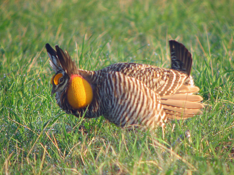 Greater Prairie Chicken (Tympanuchus cupido) ©WikiC