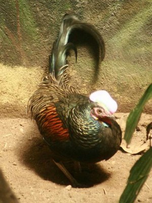 Green Junglefowl (Gallus varius) ©WikiC