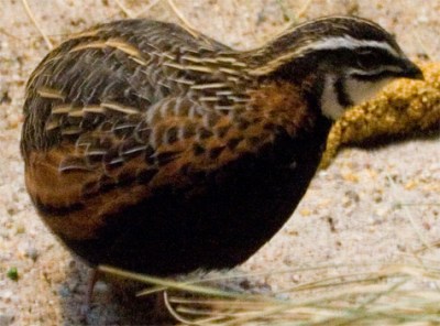 Harlequin Quail (Coturnix delegorguei) ©WikiC