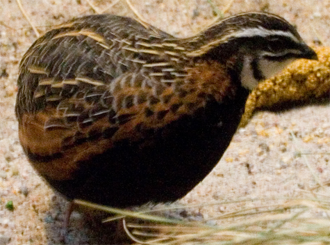 Harlequin Quail (Coturnix delegorguei) ©WikiC