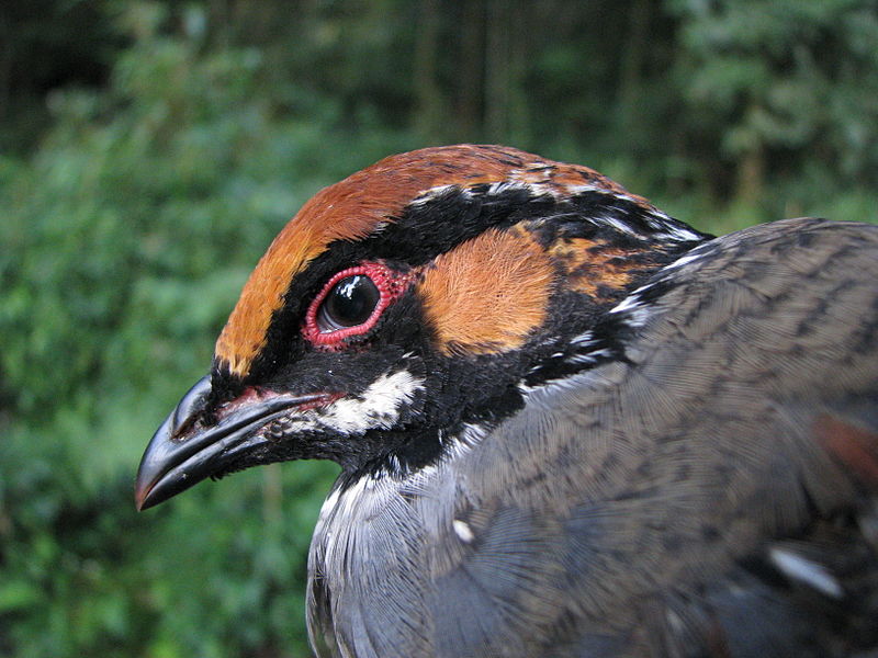 Hill Partridge (Arborophila torqueola) ©WikiC