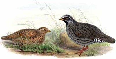 Himalayan Quail (Ophrysia superciliosa †) ©Drawing WikiC