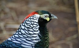 Artistic Birds – Lady Amherst’s&nbsp;Pheasant
