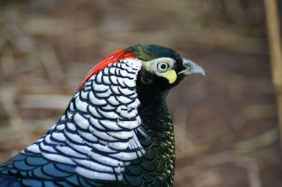 Lady Amherst's Pheasant (Chrysolophus amherstiae)