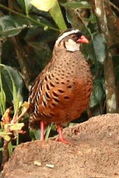 Painted Bush Quail (Perdicula erythrorhyncha) ©WikiC