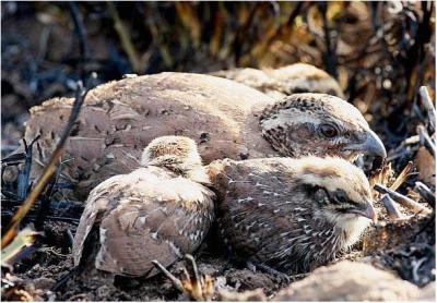 Rock Bush Quail (Perdicula argoondah) ©WikiC Family