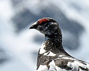 Rock Ptarmigan (Lagopus Muta) ©Wiki