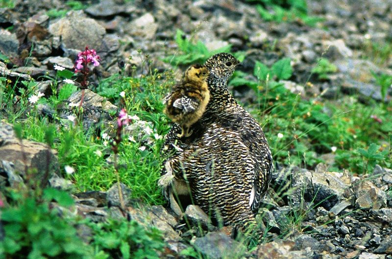 Rock Ptarmigan (Lagopus Muta) ©WikiC mother and chick