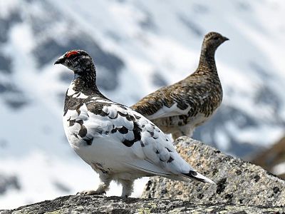 Rock Ptarmigan (Lagopus Muta) ©WikiC